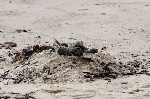 Schwarte Kugeln am Strand in Australien