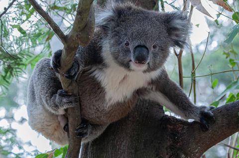 Auf dem australischen Kontinent lebten vor der Ankunft der Europäer Millionen Koalas. Jetzt sind es schätzungsweise nur noch ein paar Hunderttausend