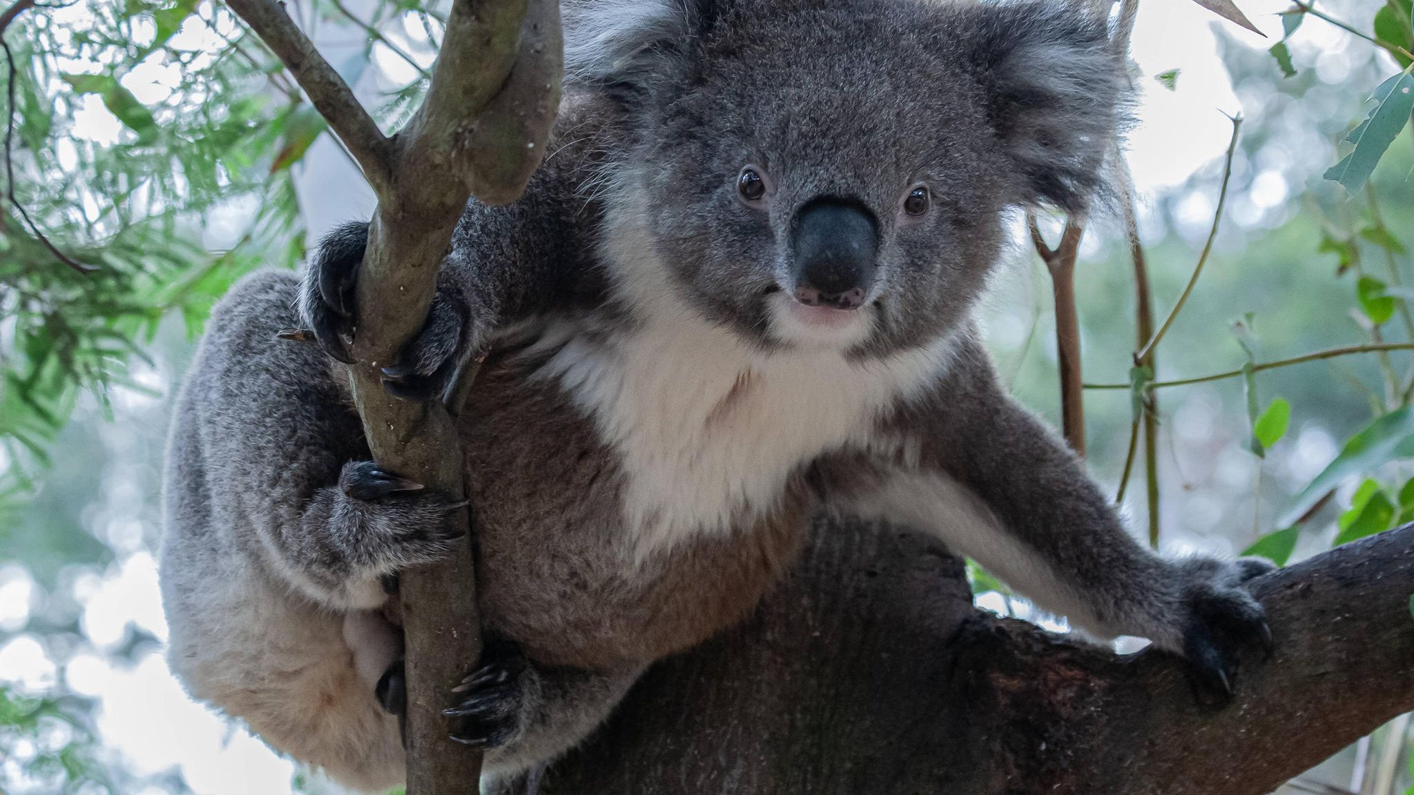 Koala in Gefahr Bakterien töten in Australien ganze Populationen  