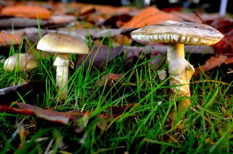 Knollenblätterpilze wachsen zwischen Gras und Laub