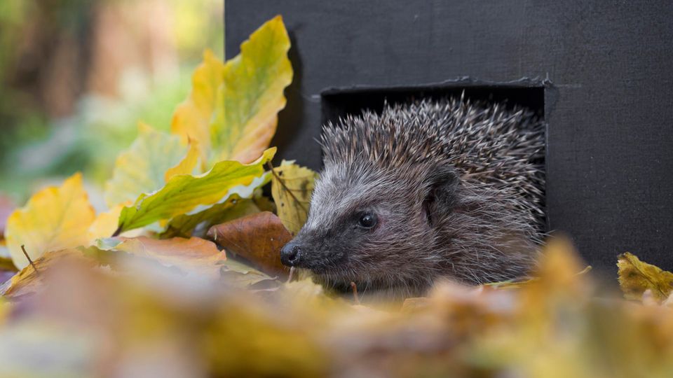 Europaeischer Igel schaut aus einem Igelhaus umgeben von Laub