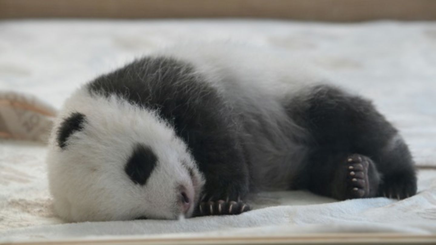 Pandababy in Berliner Zoo