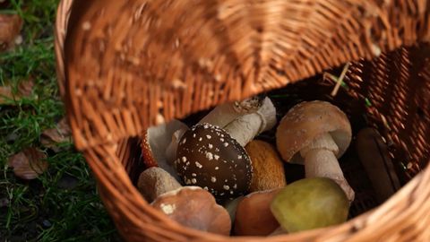 In Essen schweben aufgrund einer akuten Pilzvergiftung drei junge Kinder in Lebensgefahr. Experten klären nun auf, wie man giftige Pilze erkennt und welche Gefahr davon ausgeht.