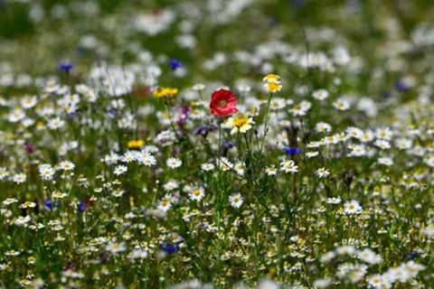 Wildblumen auf Wiese