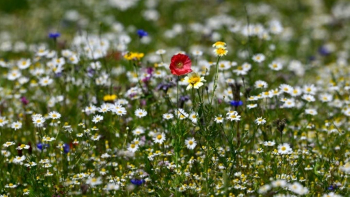 Wildblumen auf Wiese