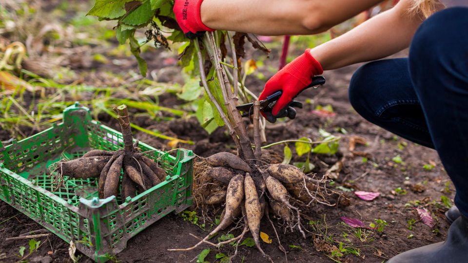 Gärtner schneidet Dahlienpflanze mit einer Gartenschere zurück