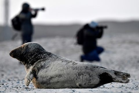 Kegelrobbe auf Helgoland