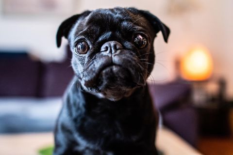 Mops Edda auf einem Bild von 2019