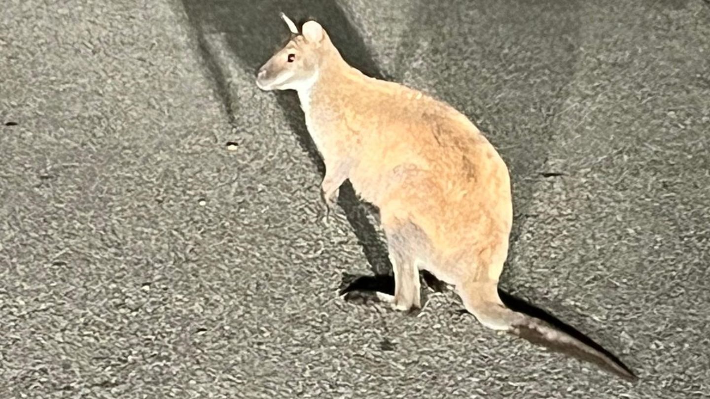 Hessen Känguru
