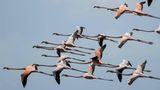 Biodiversität: fliegende Flamingos in Florida