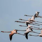Biodiversität: fliegende Flamingos in Florida
