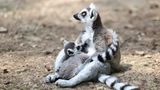 Biodiversität: Katta sitzend mit Jungtier