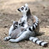 Biodiversität: Katta sitzend mit Jungtier