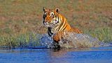 Biodiversität: Bengalischer Tiger springt ins Wasser