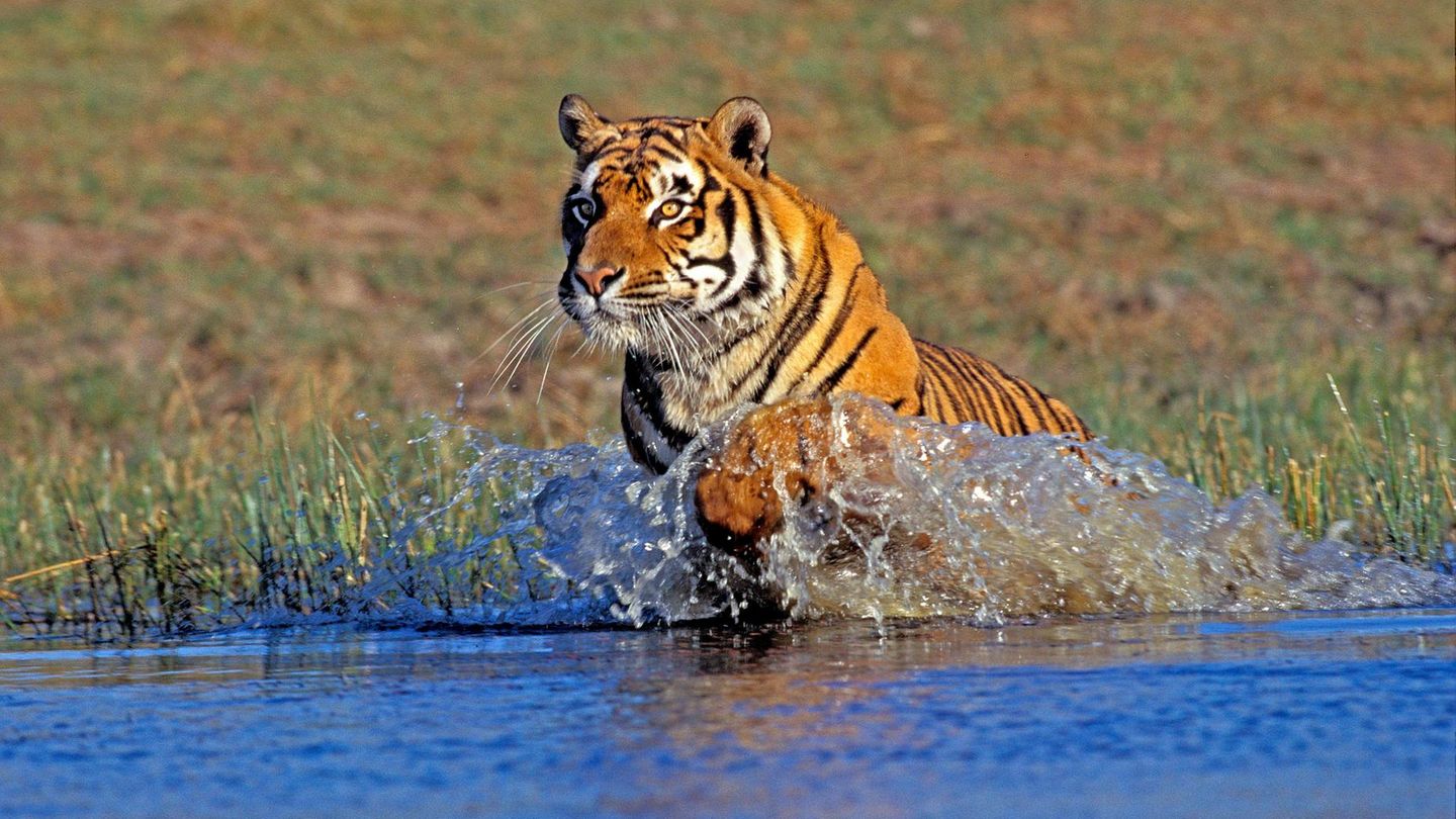 Biodiversität: Bengalischer Tiger springt ins Wasser