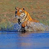Biodiversität: Bengalischer Tiger springt ins Wasser