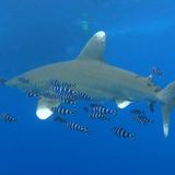 Biodiversität Hochseehai