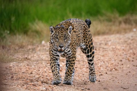 Biodiversität Jaguar