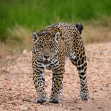 Biodiversität Jaguar