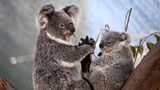 Biodiversität: zwei Koalas auf einem Baum