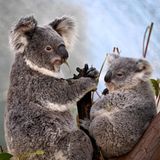 Biodiversität: zwei Koalas auf einem Baum