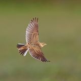 Biodiversität: Feldlerche im Flug