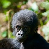 Biodiversität: Gorillababy im Wald