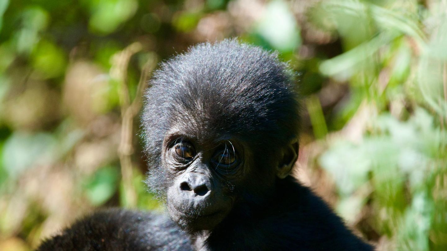 Biodiversität: Gorillababy im Wald Biodiversität: Gorillababy im Wald