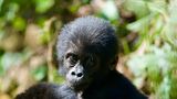 Biodiversität: Gorillababy im Wald