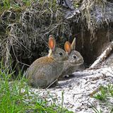 Biodiversität Wildkaninchen