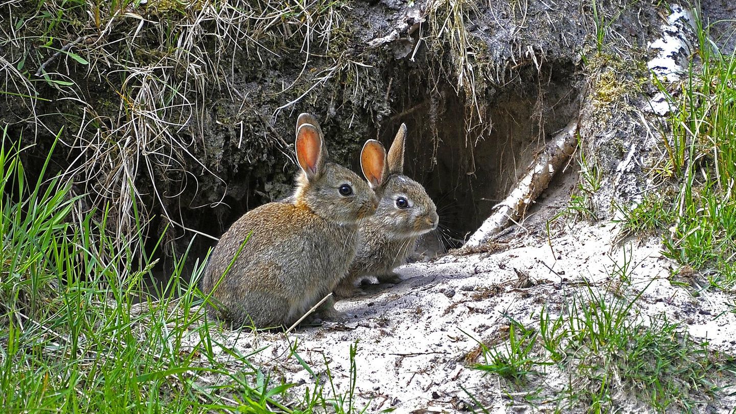Biodiversität Wildkaninchen