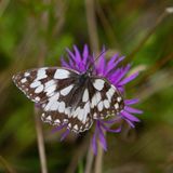 Biodiversität: ein schwarz-weiß getupfter Schachbrettfalter sitzt auf einer lila Blüte