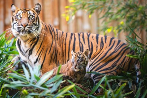 Tigerin Nuri mit einem ihrer Jungen, die bereits im Juli geboren wurden, jetzt aber das erste Mal ins Außengehege durften