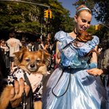 Zur 34. Halloween-Hundeparade hat Cinderella ihren Liebling mitgebracht