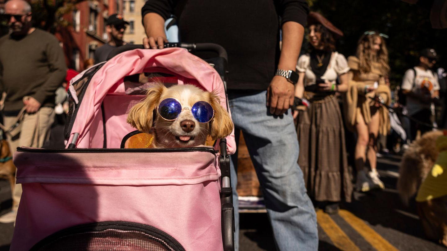 Diese Fellnase mit cooler Sonnenbrille wird im rosa Buggy durch die Gegend gefahren