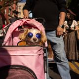 Diese Fellnase mit cooler Sonnenbrille wird im rosa Buggy durch die Gegend gefahren