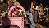 Diese Fellnase mit cooler Sonnenbrille wird im rosa Buggy durch die Gegend gefahren