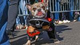 Das Herrchen oder Frauchen dieses Hundes muss wohl ein großer Mexiko-Fan sein