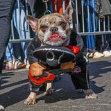 Das Herrchen oder Frauchen dieses Hundes muss wohl ein großer Mexiko-Fan sein