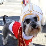 Ein bisschen schief sitzt diesem Hund die Kappe auf dem Kopf