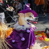 Eine kleine Hexe sitzt zwischen Stroh, Kürbissen und Herbstlaub auf einem Wagen