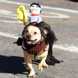 Mehr Pferd als Hund: Dieser tierische Freund trägt einen Cowboy auf seinem Rücken herum