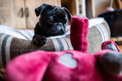 Mops "Edda" auf Ebay-Kleinanzeigen