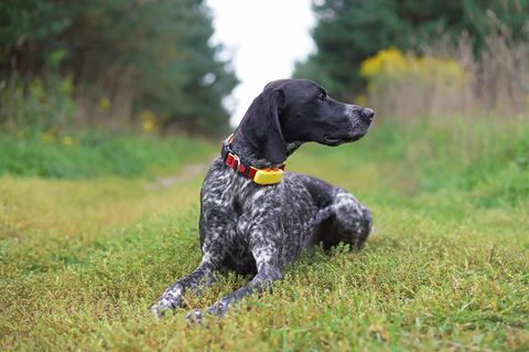 Junger schwarz-weißer Greyster-Hund, der im Freien mit einem roten Halsband und einem gelben GPS-Tracker posiert