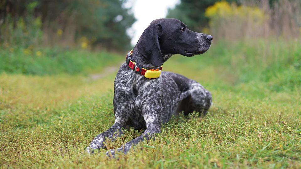 Junger schwarz-weißer Greyster-Hund, der im Freien mit einem roten Halsband und einem gelben GPS-Tracker posiert