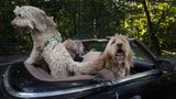Norbert Fischl, 49, im Cabrio mit Rubi, Eni und Poppy