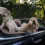 Norbert Fischl, 49, im Cabrio mit Rubi, Eni und Poppy