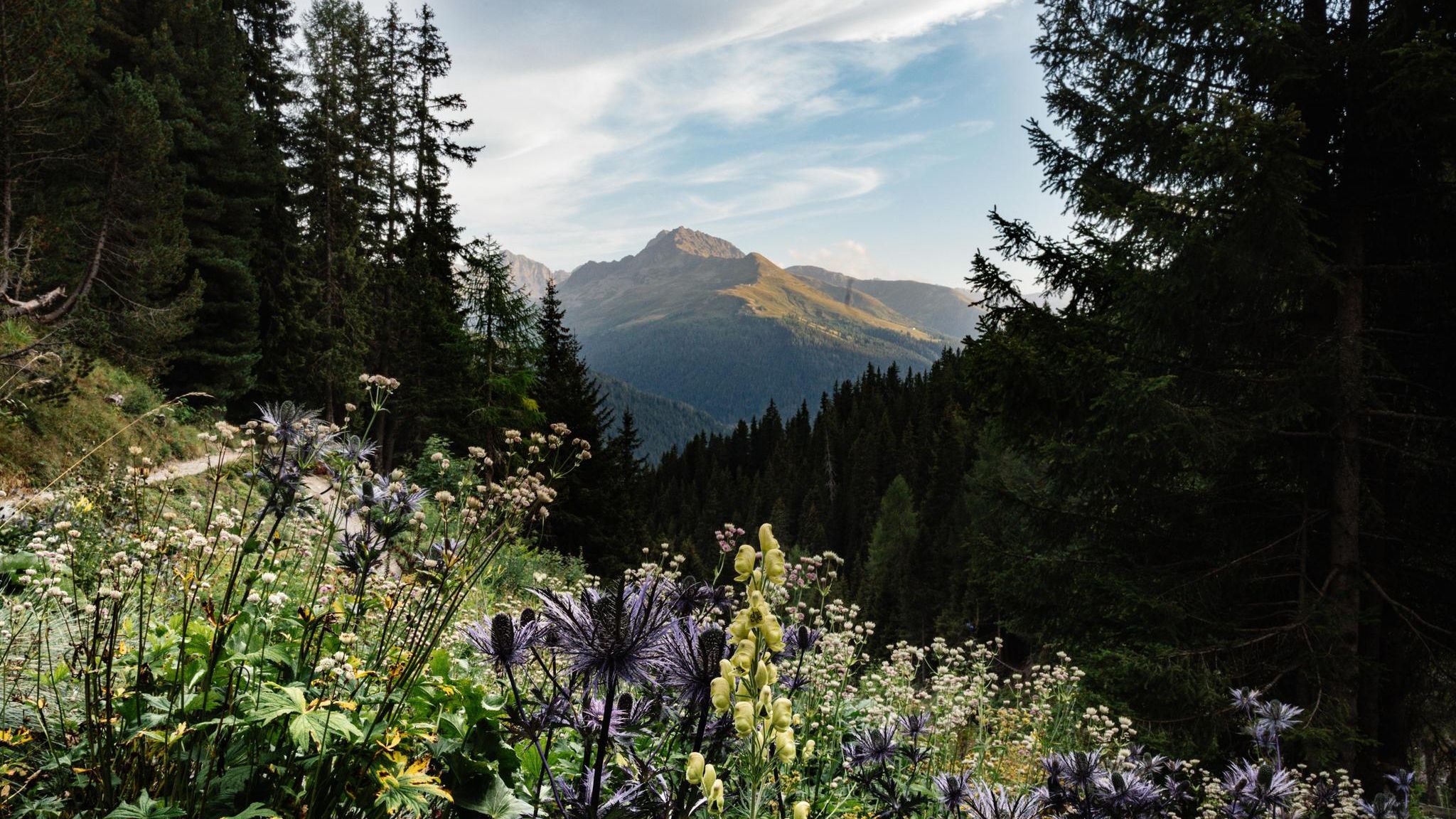 Biodiversität im botanischen Garten Alpinum der Schatzalp