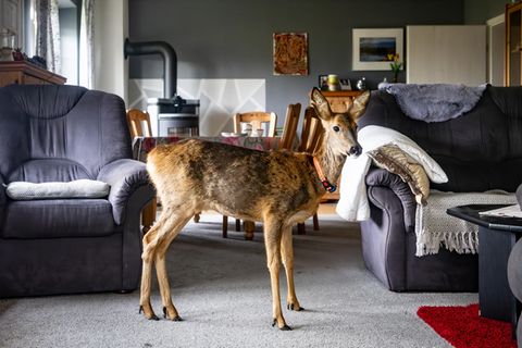 Ein Reh steht im Wohnzimmer