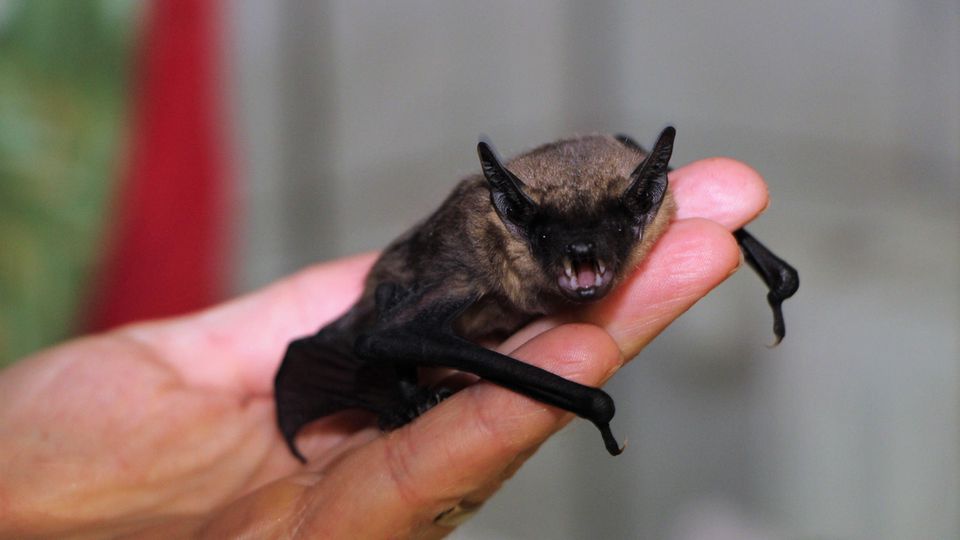 Eine Breitflügelfledermaus sitzt in einer Auffangstation im Saarland auf einer Hand